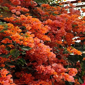 Hoa giấy màu cam - chậu cây đang hoa, size cây to