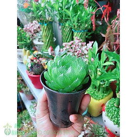 Mua Kim Cương Xanh