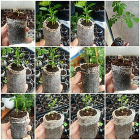100 viên nén xơ dừa ươm hạt