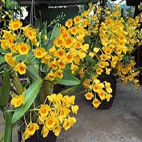 Mua Hoa lan sơn thủy tiên - Cây cực đẹp giá cực rẻ  cam kết chất lượng