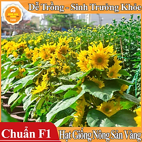 Hình ảnh Hạt giống Hoa Hướng Dương Cắt Cành ( Gói 20 Hạt ) - Nông Sản Vàng