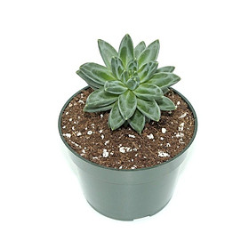 Sen đá mini được chọn cây, Thuần mọi khí hậu, lớn nhanh sống khỏe