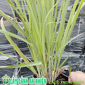 Mua Bụi Cây Sả