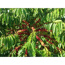 Cây giống cà phê arabica dòng thấp tây bắc siêu trái, hạt thơm ngon
