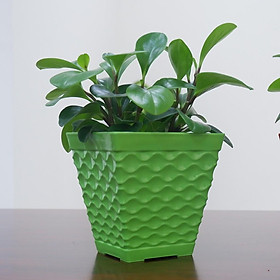 Chậu Nhựa Trồng Cây Mắt Lưới Vuông Để Bàn (21x18x13cm) Trồng Cây Cảnh, Hoa Kiểng, Cây Văn Phòng - Hàng VNXK