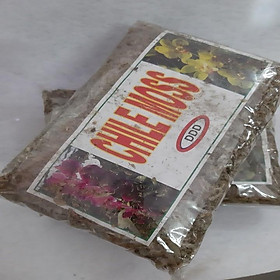 DỚN MỀM CHILE MOSS TRỒNG LAN