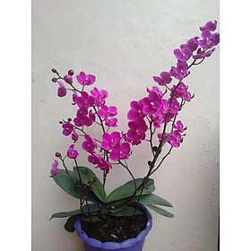 Mua Hoa phong lan hồ điệp mãn thiên hồng
