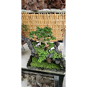 Mua Bonsai mini Sam hương tam mã