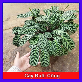 Cây Đuôi Công + Tặng phân bón cho cây mau lớn