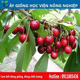 Mua Sản phẩm Cây Ăn Trái cây cherry sai quả ngọt ngon  đẹp