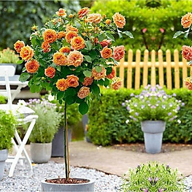 Mua GỐC HỒNG THÂN GỖ( tặng kích rễ khi mua từ 5 gốc )