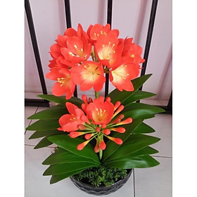 Mua LAN QUÂN TỬ SIZE TO ĐẠI BỰ   HOA TẾT