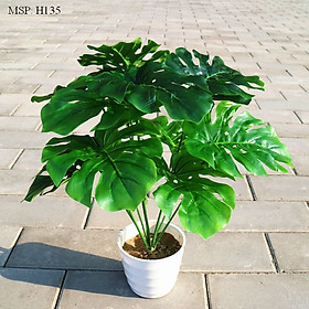 Mua Cây Lá Rùa Giả trang trí decor