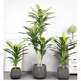 Mua Cây thiết mộc lan giả - 3 nhánh - cao 170cm - Cây giả  hoa lụa Decor trang trí nhà cửa