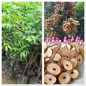 Cây giống Nhãn HẠT LÉP [ siêu sớm ] [ FREESHIP EXTRA + HOÀN XU EXTRA ] [ GHN ]