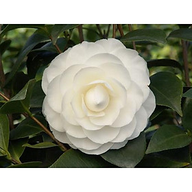 Mua Cây hoa trà my giống cao 30cm ra hoa sau 4-5 tháng (ảnh thật)