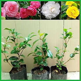 Mua CÂY HOA TRÀ MI GIỐNG NHIỀU MÀU ( ảnh thật cây giống)