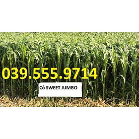 Hạt cỏ chăn nuôi SWEET JUMBO 200gam