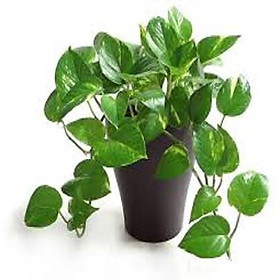 CHẬU CÂY TRẦU BÀ LÁ XANH, CÂY PHONG THỦY MANG TÀI LỘC CHO GIA CHỦ