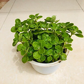 Cây sen đá thơm - Nhất mạt hương đường kính 20-25 cm