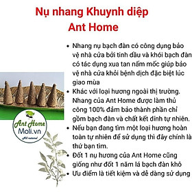 10 Nụ nhang khuynh diệp thanh tẩy và bảo vệ nhà cửa tặng đĩa sò