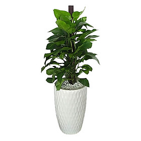 Trầu Bà Leo Cột