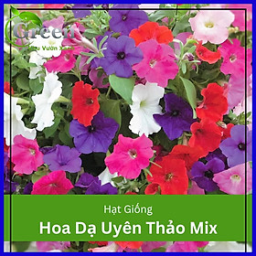 Mua Hạt Giống Hoa Dạ Uyên Thảo Nhiều Màu Mix