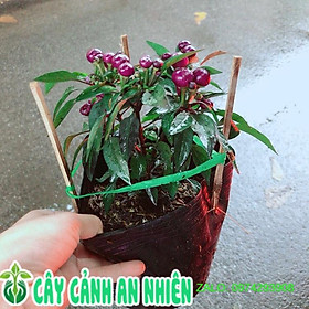 Mua chậu Ớt Tím- cây giống