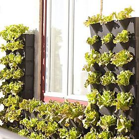 Mua Set 3 Túi Hạt Giống Hữu Cơ Xà Lách Lettuce  Maravilla De Verano  Nhập Khẩu Minigarden Bồ Đào Nha 100% Organic (Túi từ 1.500 - 2.100 hạt) Tỷ lệ nảy mầm cao