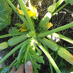 Combo 02 Gói Hạt Giống Bí Ngòi Xanh - Tặng Kèm Phân Bón