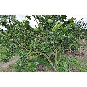 Mua Cây giống bưởi da xanh
