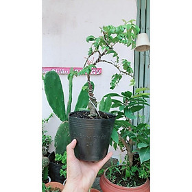 Cây Khế Bonsai