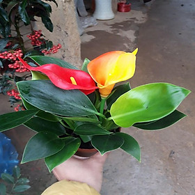 Mua CHẬU CÂY HỒNG MÔN THÁI NGŨ SẮC