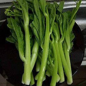 Mua 5000 hạt giống ngồng cải đắng