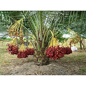 Mua Cây chà là lùn trung đông dòng ăn quả -cây giống size nhỏ