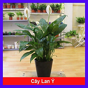 Cây lan ý - cây cảnh để bàn làm việc + Tặng phân bón cho cây mau lớn