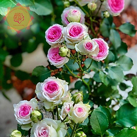 Mua Cây hoa hồng ngoại Mini Eden trắng hồng (bụi) sai hoa - Hoa hồng Thăng Long Flower