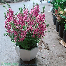 Mua Chậu Hoa Lưu Ly