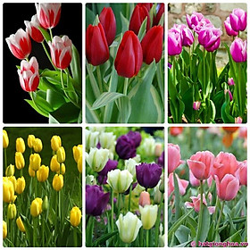 5 củ giống hoa tulip nhiều màu - HGNN