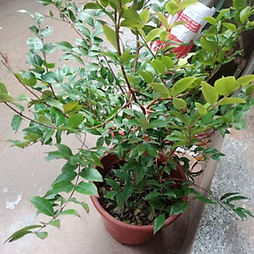 Nho  tứ  quý  cỡ  to