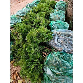 Com bo 50 cây giống đinh lăng nếp