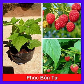 Mua Cây phúc bồn tử ( cây mâm xôi ) - cây cảnh vườn + tặng phân bón cho cây