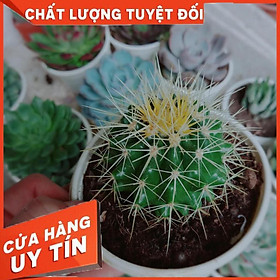 Mua Combo 2 cây xương rồng kim hổ Nhiều Người Mua