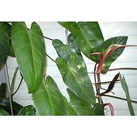 Cây saphia giống - ngọn giống rễ trần