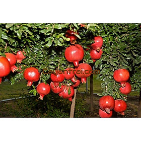 Mua cây giống lựu đỏ