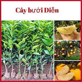 Cây bưởi Diễn quả nhỏ màu vàng vị ngọt cao 60-90 cm cây giống rất khoẻ mạnh (ảnh thật hình cuối)