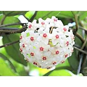 LAN CẦM CÙ ĐỦ MẶT HOA, CÂY TƯƠI ĐẸP GỬI ĐI NGUYÊN BẦU SIÊU ĐẸP
