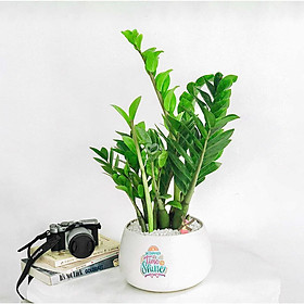 Mua Cây Kim Tiền  Kim Phát Tài Nội Thất Mang May Mắn Tài Lộc