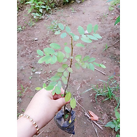 Mua CHUẨN Combo 4 cây giống phèn đen đa công dụng