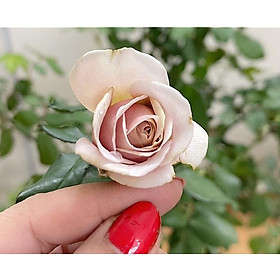 Hoa hồng thân gỗ dáng tree Koko ghép cao 1m3 trở lên